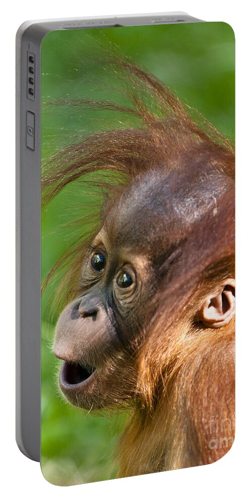Asia Portable Battery Charger featuring the photograph Baby Orangutan by Andrew Michael