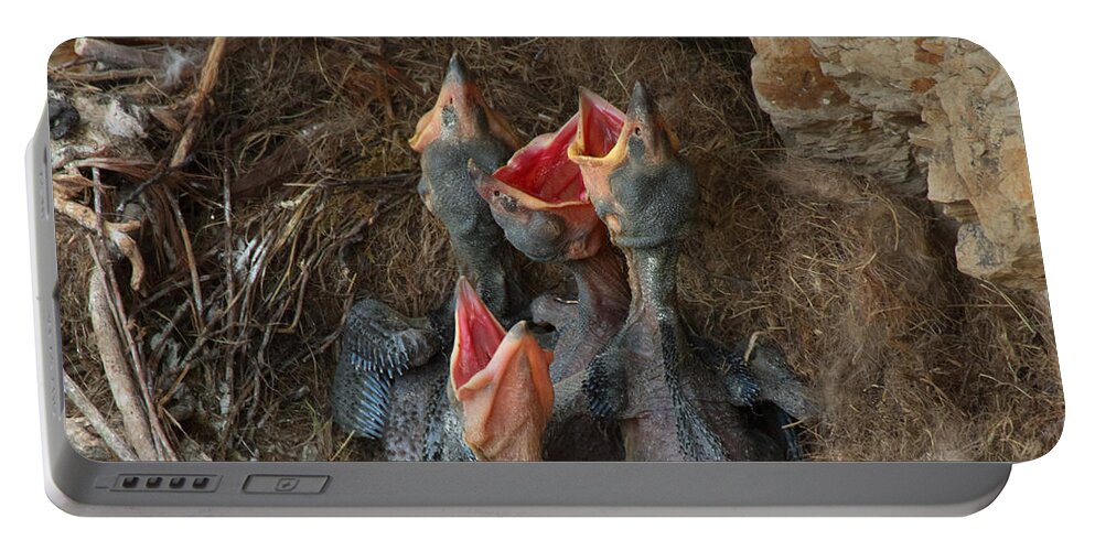 Raven Portable Battery Charger featuring the photograph Baby Ravens in a Nest by Kathleen Bishop