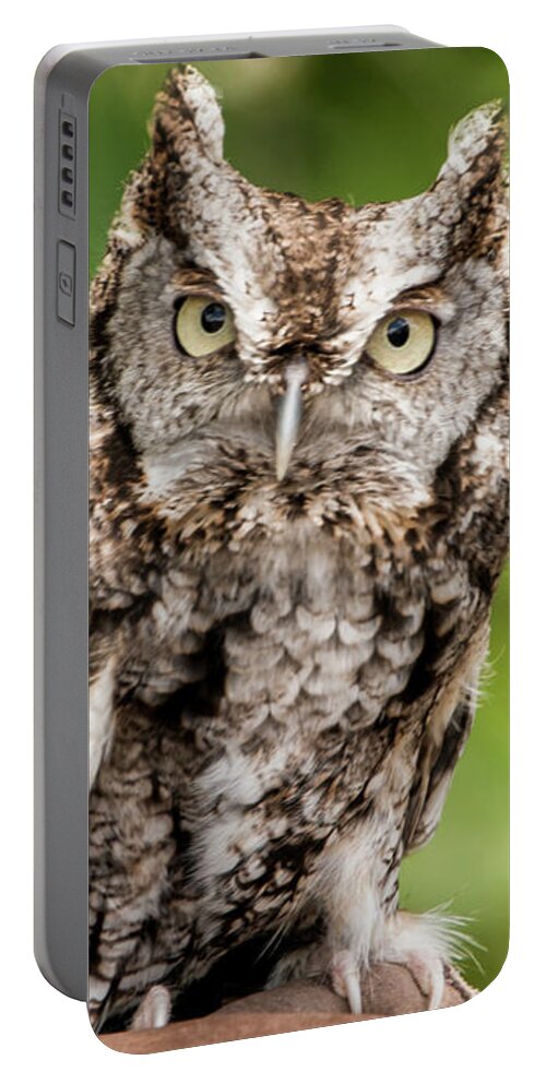 Owl Portable Battery Charger featuring the photograph Baby Screech Owl by Anthony Sacco