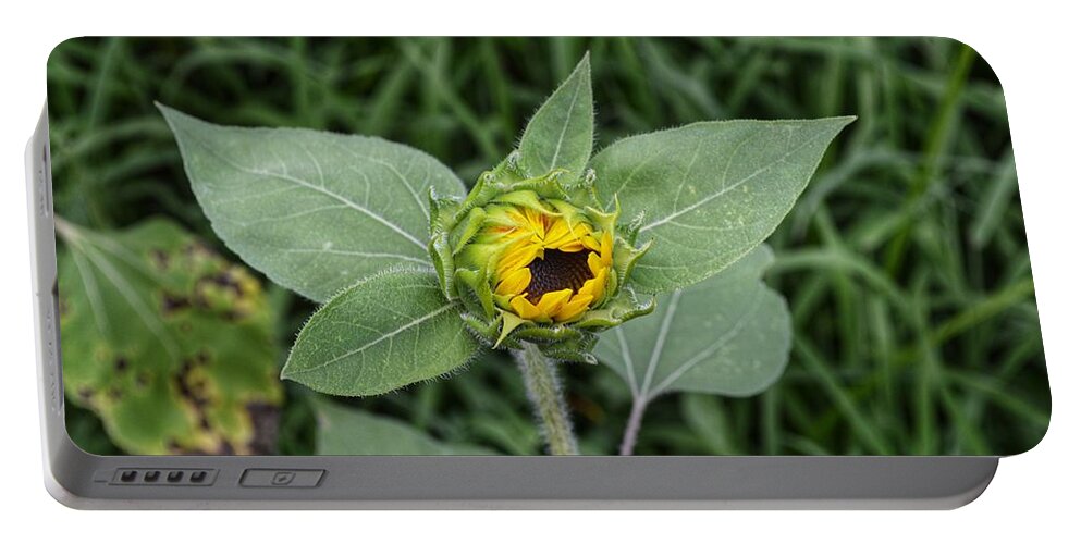 Sunflower Portable Battery Charger featuring the photograph Baby Sunflower by Joseph Caban