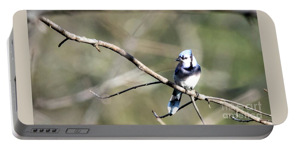 Blue Jay Portable Battery Charger featuring the photograph Backyard Blue Jay by Ed Taylor