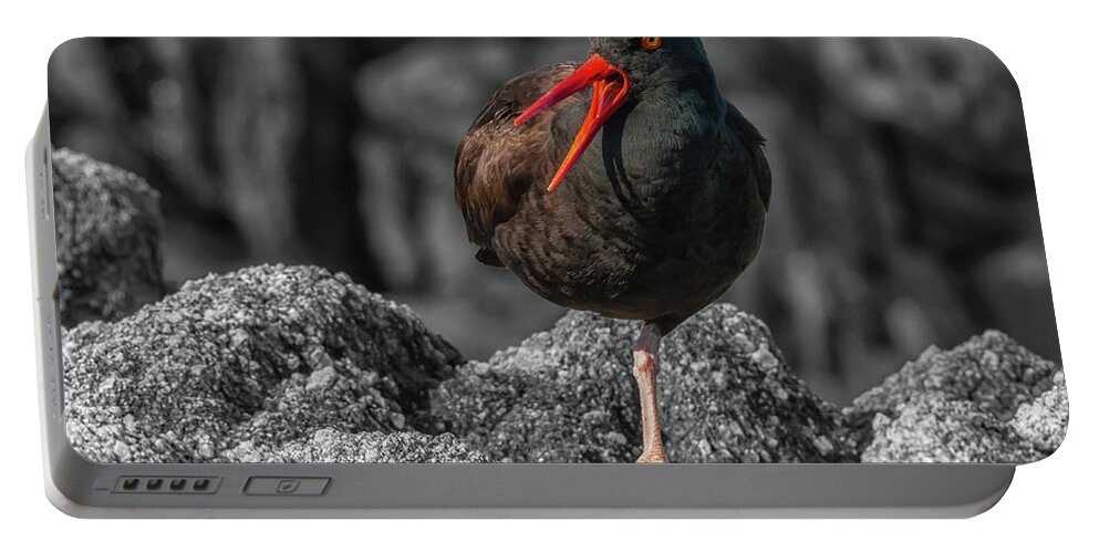 Wildlife Portable Battery Charger featuring the photograph Balancing Act by Jonathan Nguyen