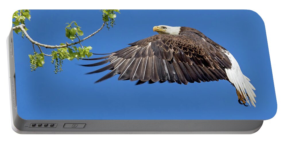 Bald Eagle Portable Battery Charger featuring the photograph Bald Eagle in Flight 4-25-17 by Dawn Key