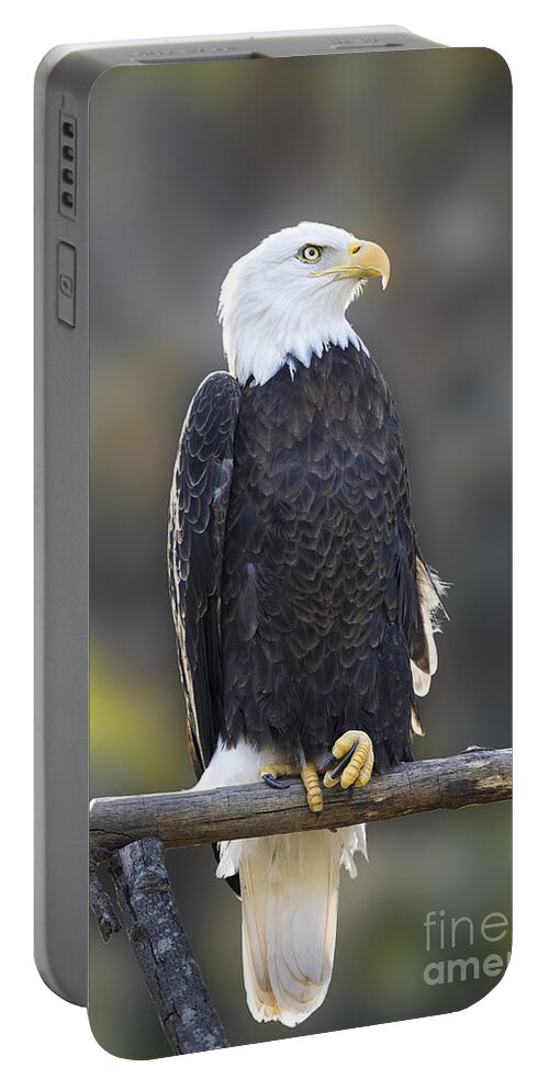 Bald Eagle - Maymont Portable Battery Charger featuring the photograph Bald Eagle - Maymont by Jemmy Archer