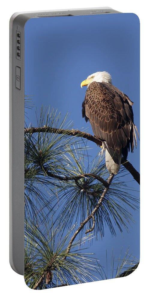 American Bald Eagle Portable Battery Charger featuring the photograph Bald Eagle by Sally Weigand