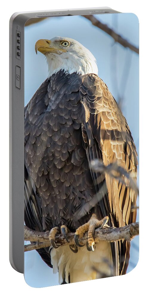California Portable Battery Charger featuring the photograph Bald Eagle Vertical Profile by Marc Crumpler