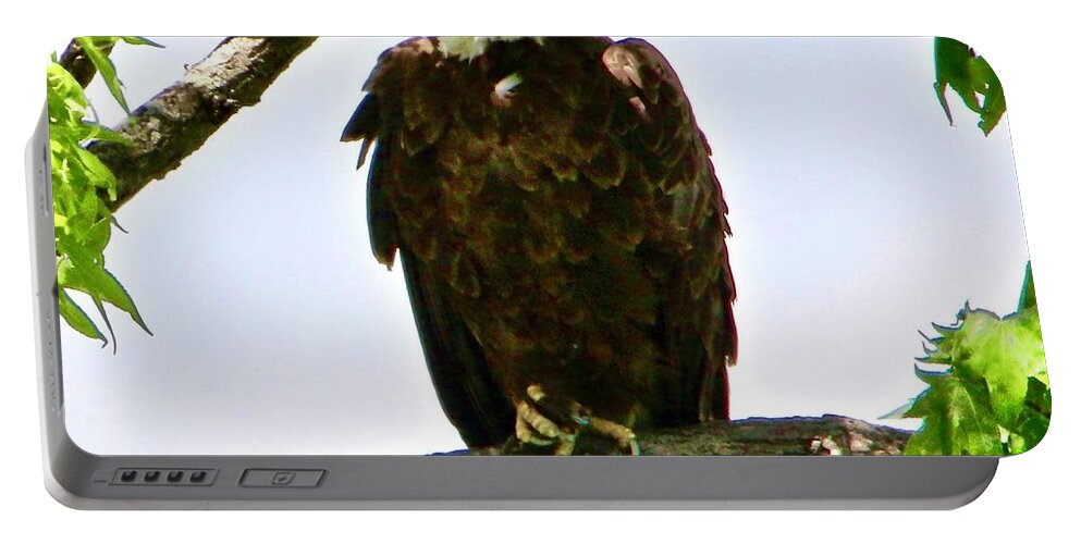 Bald Eagle Portable Battery Charger featuring the photograph Bald Eagle with an itch by Shawn M Greener