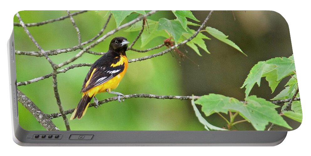 Baltimore Oriole Portable Battery Charger featuring the photograph Baltimore Oriole by Michael Peychich