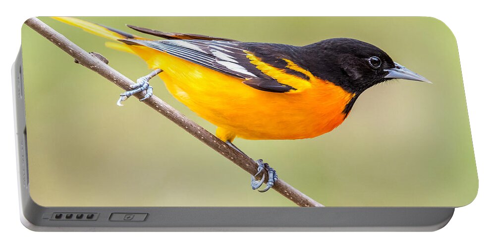 Baltimore Portable Battery Charger featuring the photograph Baltimore Oriole by Paul Freidlund