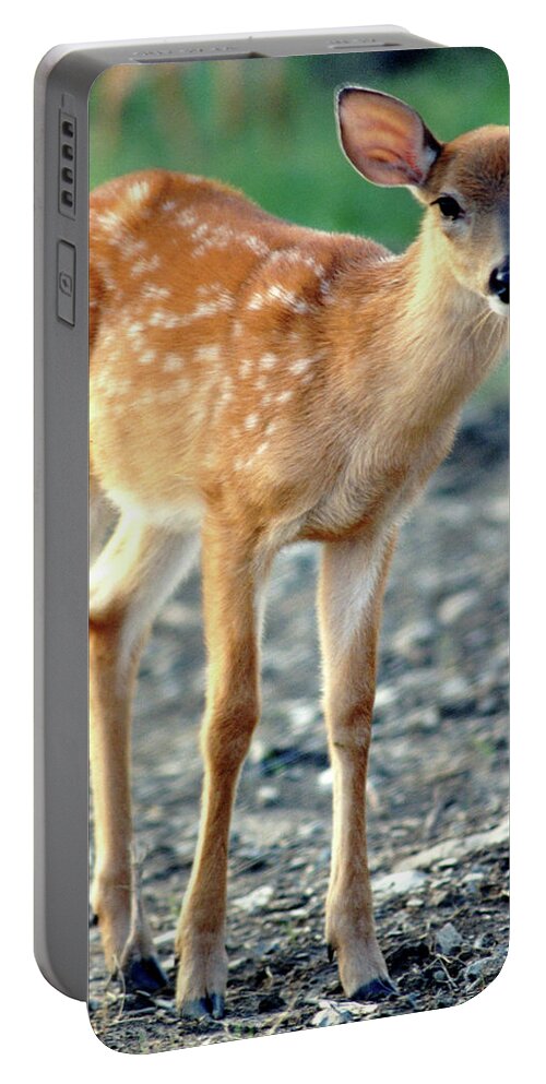 Faunagraphs Portable Battery Charger featuring the photograph Bambi2 by Torie Tiffany