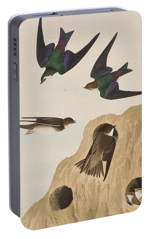 Bank Swallow Portable Battery Charger featuring the painting Bank Swallows by John James Audubon