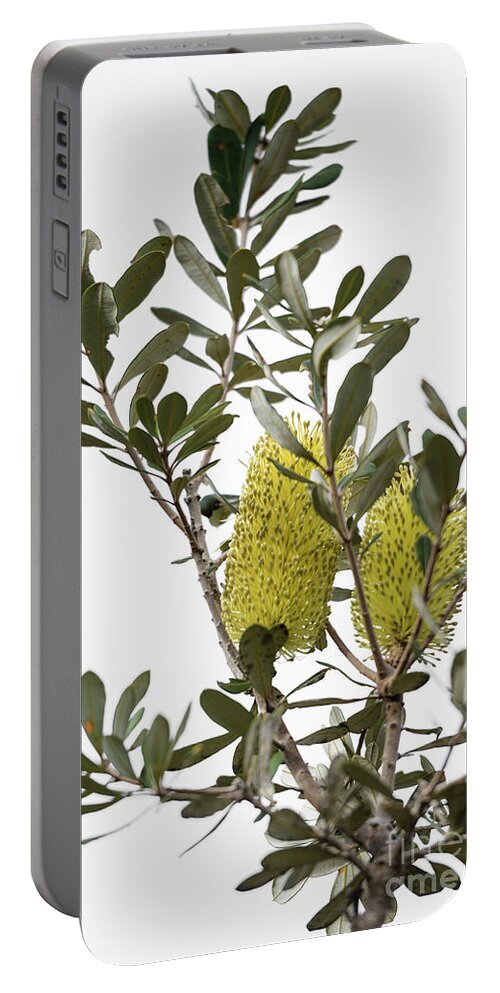 Coastal Banksia Portable Battery Charger featuring the photograph Banksia SYD02 by Werner Padarin