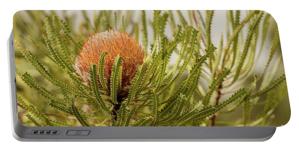 Flora Portable Battery Charger featuring the photograph Banksia WA02 by Werner Padarin