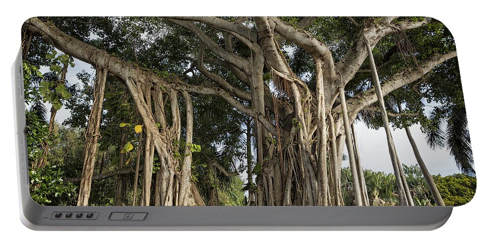 Banyan Portable Battery Charger featuring the photograph Banyan Tree at Bonnet House by Belinda Greb