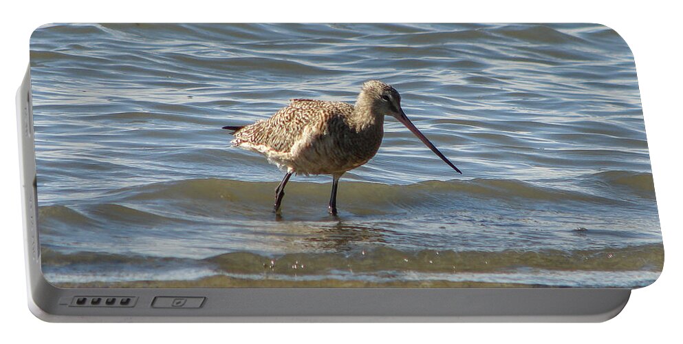 Birds Portable Battery Charger featuring the photograph Bar-tailed Godwit by Carl Moore
