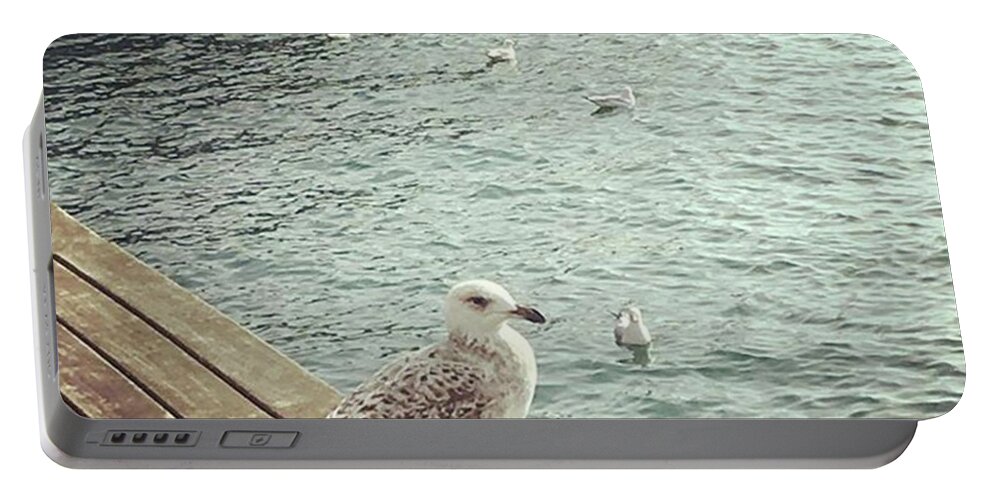 Aroundtheworld Portable Battery Charger featuring the photograph Young seagull by Dannise Masiglat