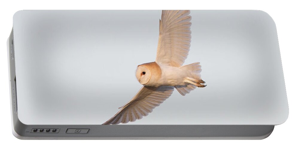Barn Owl Portable Battery Charger featuring the photograph Barn Owl Hunting by Pete Walkden