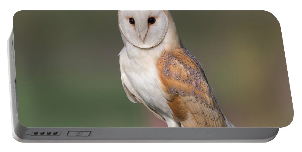 Barn Portable Battery Charger featuring the photograph Barn Owl Perched by Pete Walkden