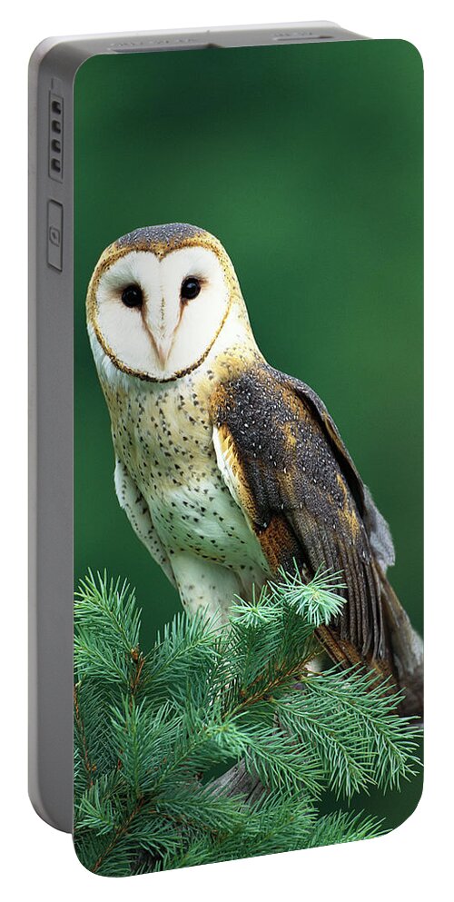 Mp Portable Battery Charger featuring the photograph Barn Owl Tyto Alba Portrait, Hudson by Tom Vezo