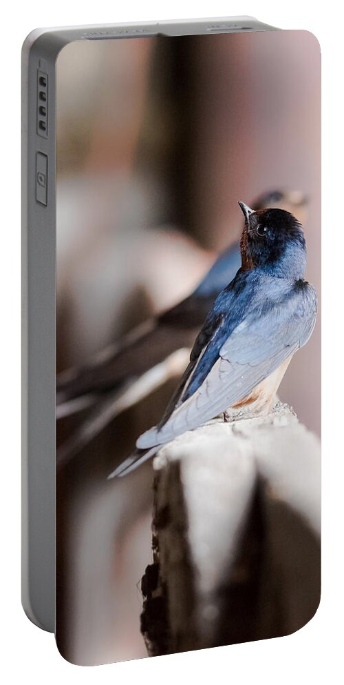 Barn Swallows Portable Battery Charger featuring the photograph Barn Swallows by Holden The Moment