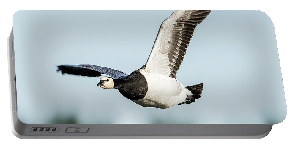 Barnacle Goose Portable Battery Charger featuring the photograph Barnacle Goose square by Torbjorn Swenelius