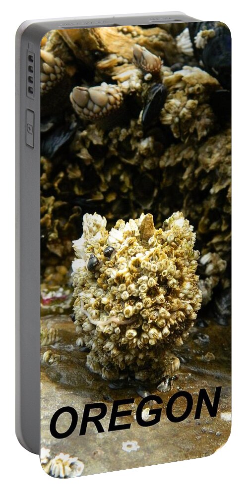 Worms Portable Battery Charger featuring the photograph Barnacle With Worm by Gallery Of Hope 