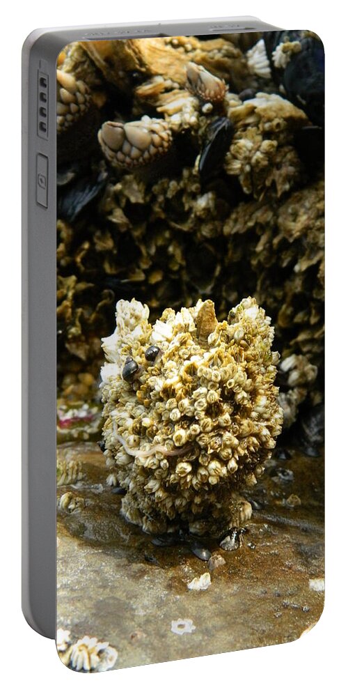 Barnacles Portable Battery Charger featuring the photograph Barnacle Worm Two by Gallery Of Hope 