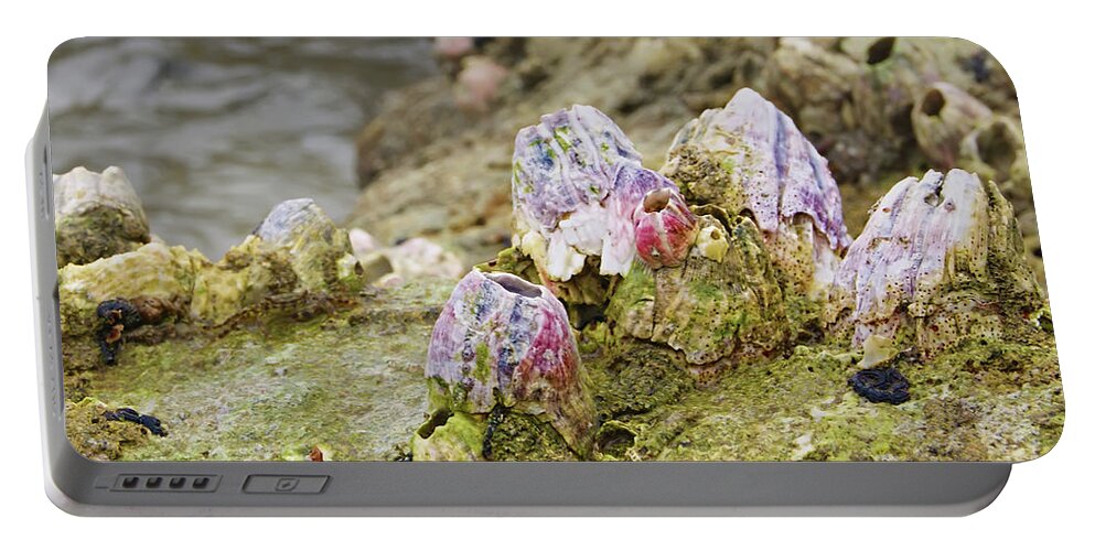 Barnacles Portable Battery Charger featuring the photograph Barnacles on Hutchinson Island Florida by Olga Hamilton