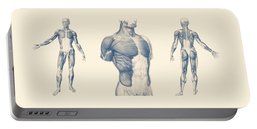 Muscles Portable Battery Charger featuring the mixed media Basic Muscular System - Multi-View - Vintage Anatomy Poster by Vintage Anatomy Prints