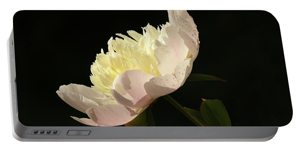 Peony In The Sun Portable Battery Charger featuring the photograph Basking in the sun by Inge Riis McDonald