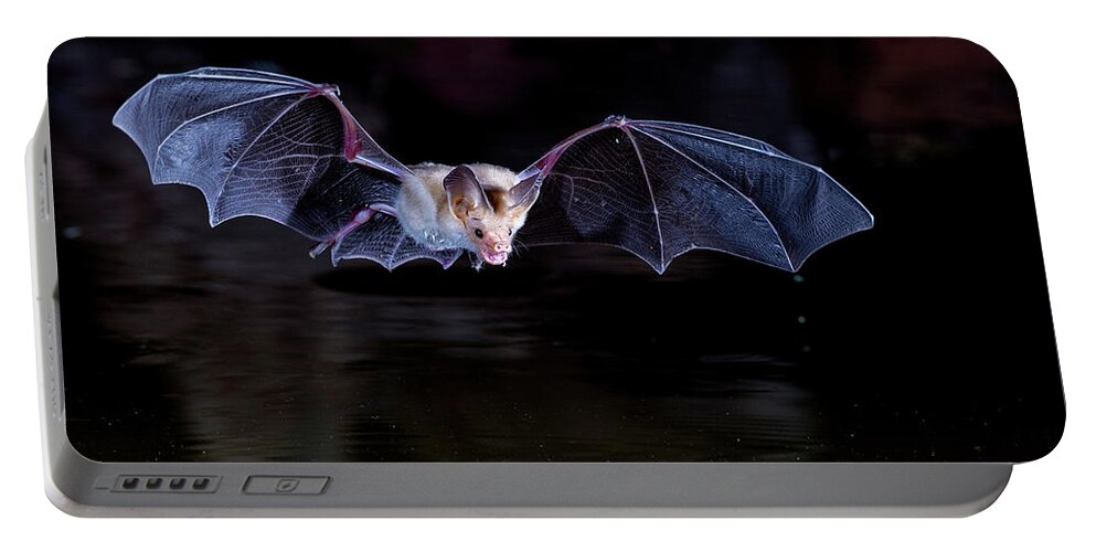 Bat Portable Battery Charger featuring the photograph Bat Flying over Pond by Judi Dressler
