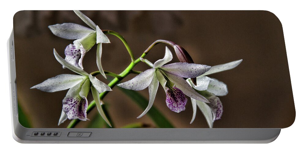 Orchid Portable Battery Charger featuring the photograph Ghillanyara Haleahi by Alana Thrower