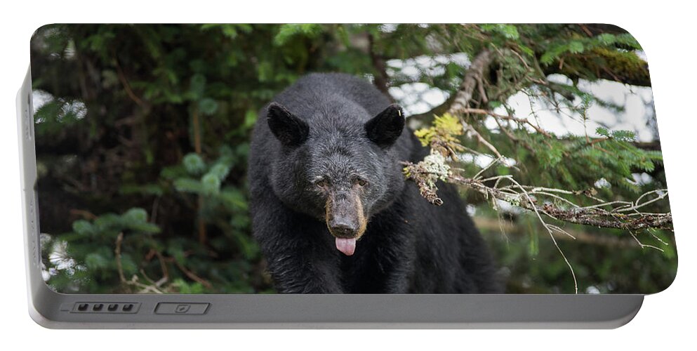 Black Bear Portable Battery Charger featuring the photograph Bear Tongue by David Kirby