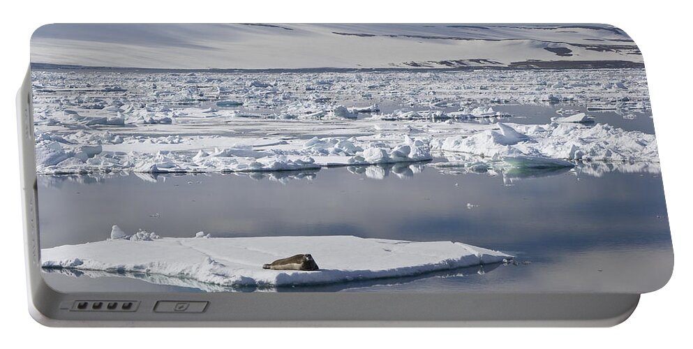 Mp Portable Battery Charger featuring the photograph Bearded Seal Erignathus Barbatus On Ice by Konrad Wothe