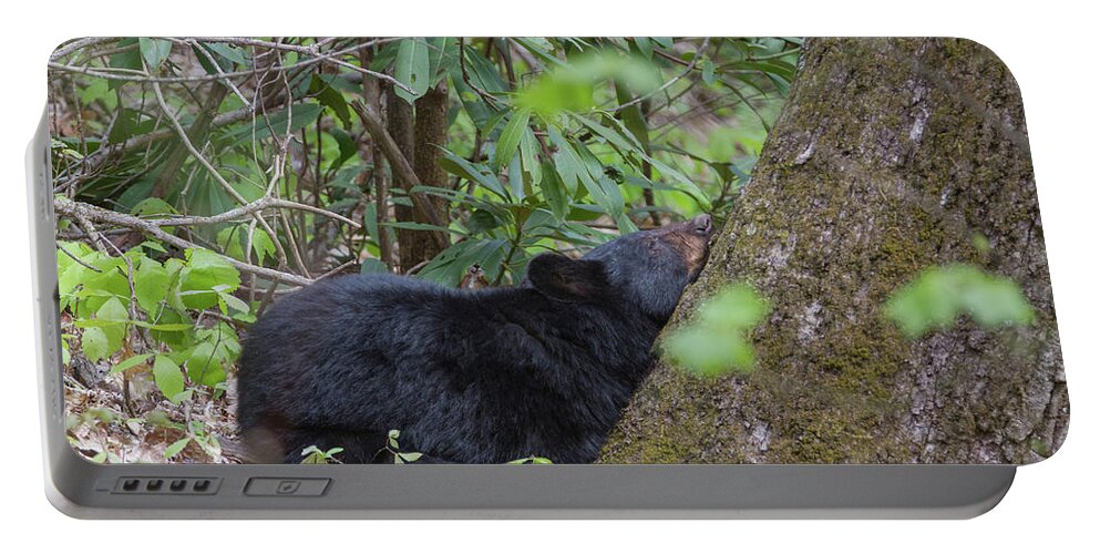 Animals Portable Battery Charger featuring the photograph Bearly Awake by Chris Scroggins