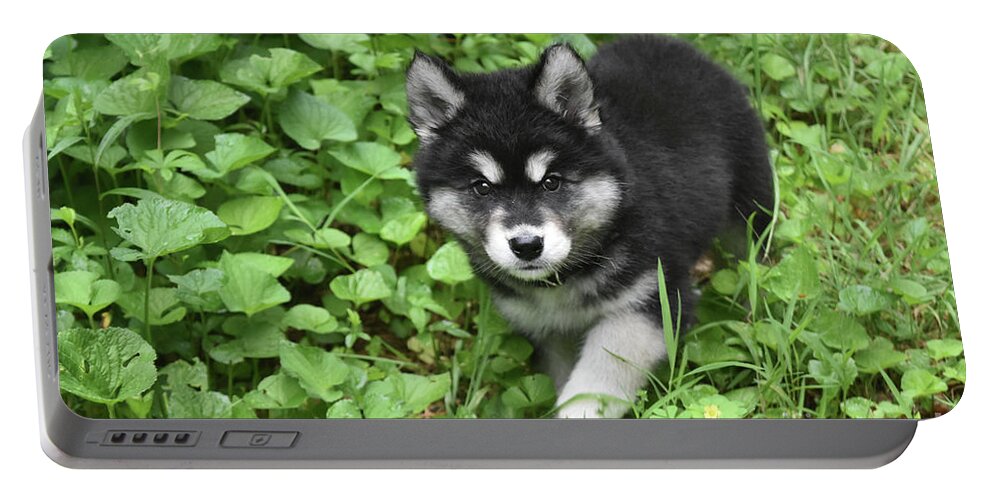 Alusky Portable Battery Charger featuring the photograph Beautiful Alusky Puppy Peaking out of Green Foliage by DejaVu Designs