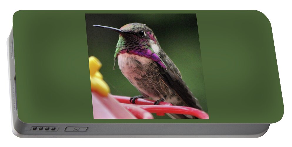 Animal Portable Battery Charger featuring the photograph Beautiful Anna's Hummingbird On Perch by Jay Milo