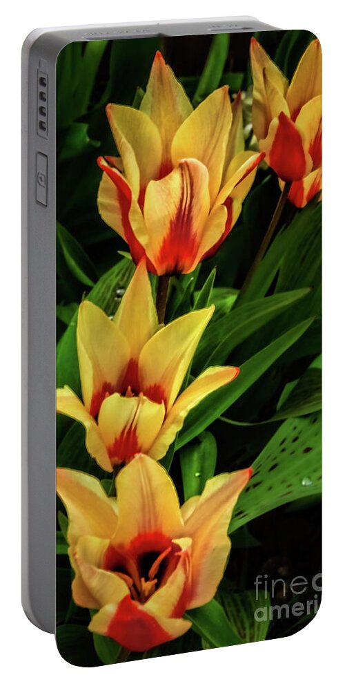 Plants Portable Battery Charger featuring the photograph Beautiful Bicolor Tulips by Robert Bales