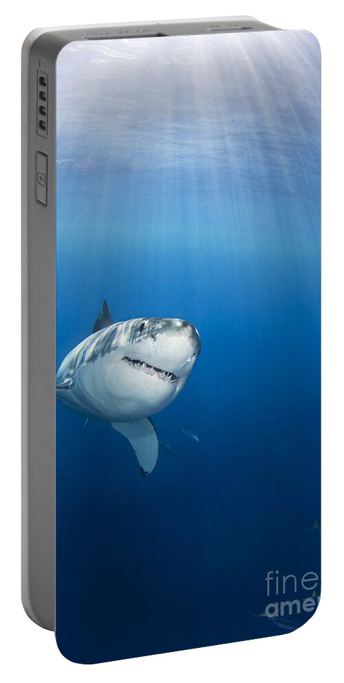 Animal Art Portable Battery Charger featuring the photograph Beautiful Great White by Dave Fleetham - Printscapes