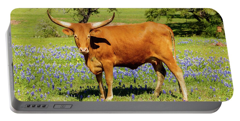 African Breed Portable Battery Charger featuring the photograph Beautiful longhorn cow by Raul Rodriguez
