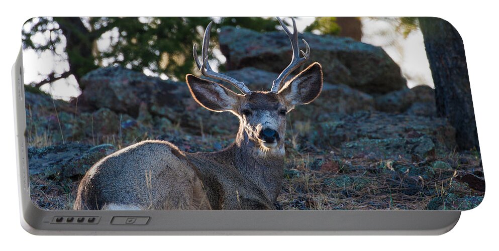 Mule Deer Portable Battery Charger featuring the photograph Bed Down For The Evening by Mindy Musick King