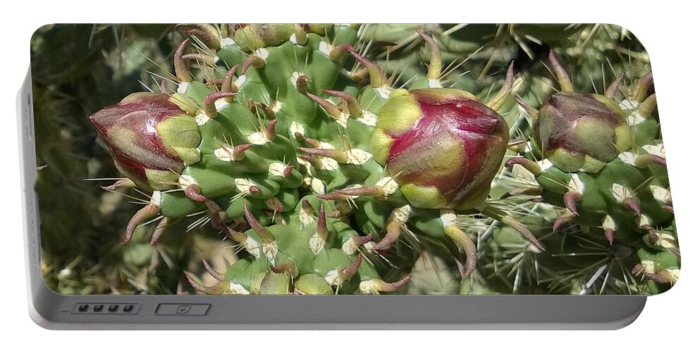 Cactus Portable Battery Charger featuring the photograph Beginnings by Claudia Goodell