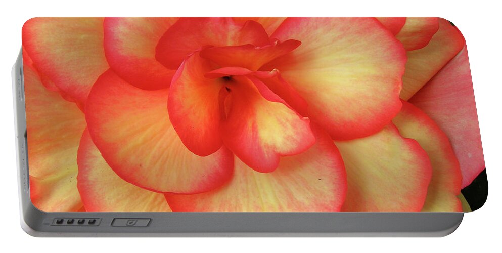Begonia Portable Battery Charger featuring the photograph Begonia No. 1 by Sandy Taylor