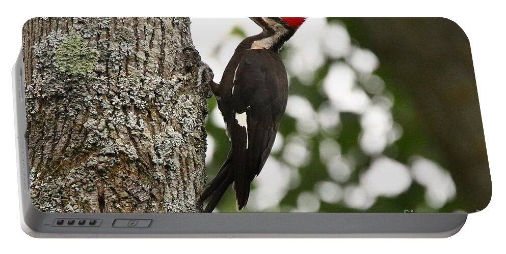  Pileated Woodpecker Portable Battery Charger featuring the photograph Behold the Pileated Woodpecker by Tony Lee