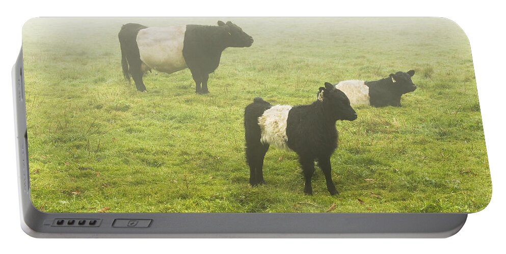 Cow Portable Battery Charger featuring the photograph Belted Galloway Cows Grazing In foggy Farm Field Maine by Keith Webber Jr