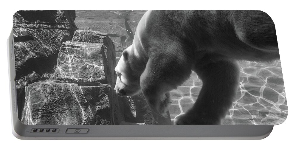 Polar Bear Portable Battery Charger featuring the photograph Berlin takes a Dive by Pamela Williams