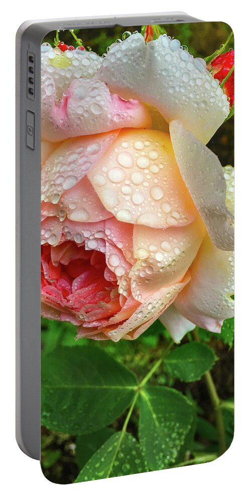 Rose Portable Battery Charger featuring the photograph Glowing From Within by Lorraine Baum