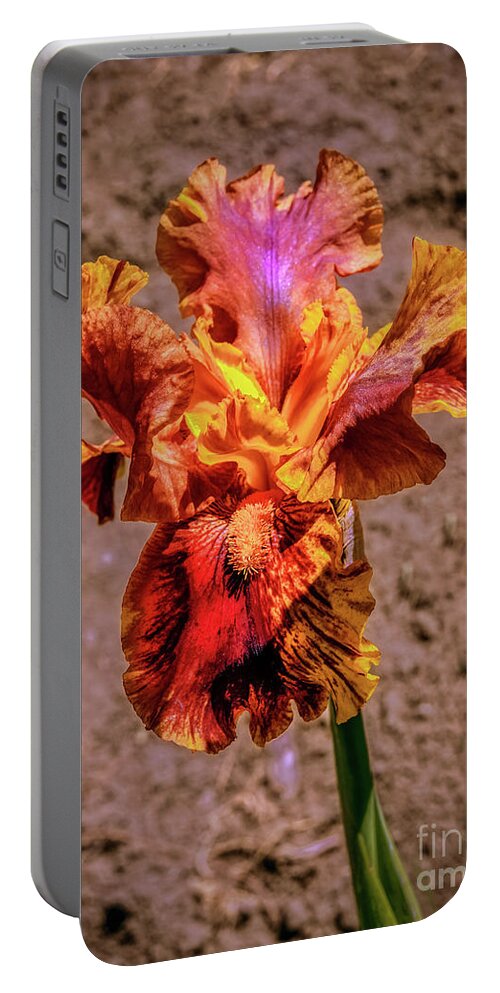 Iris Portable Battery Charger featuring the photograph Bicolor Beauty by Robert Bales