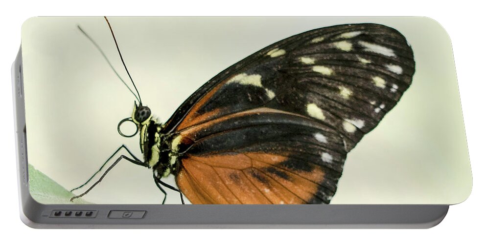 Buttefly Show Portable Battery Charger featuring the photograph Big Eyes by Cathy Donohoue