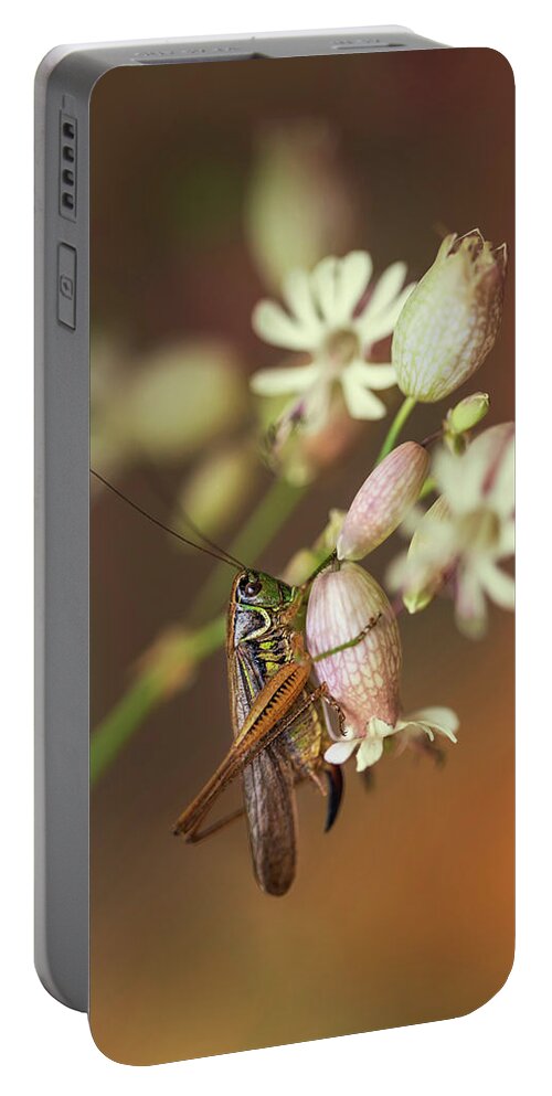 Macro Portable Battery Charger featuring the photograph Big grasshopper on white flowers by Jaroslaw Blaminsky